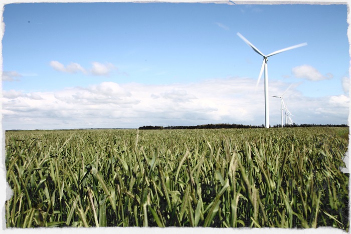 A wind turbine placed on a field consisting of grass